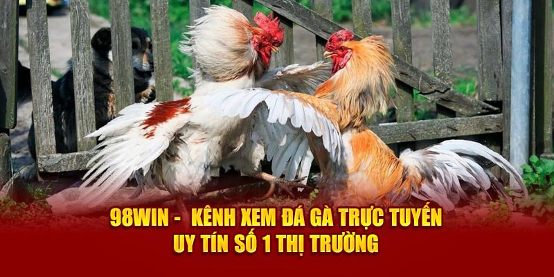 Kênh Xem Đá Gà Trực Tuyến