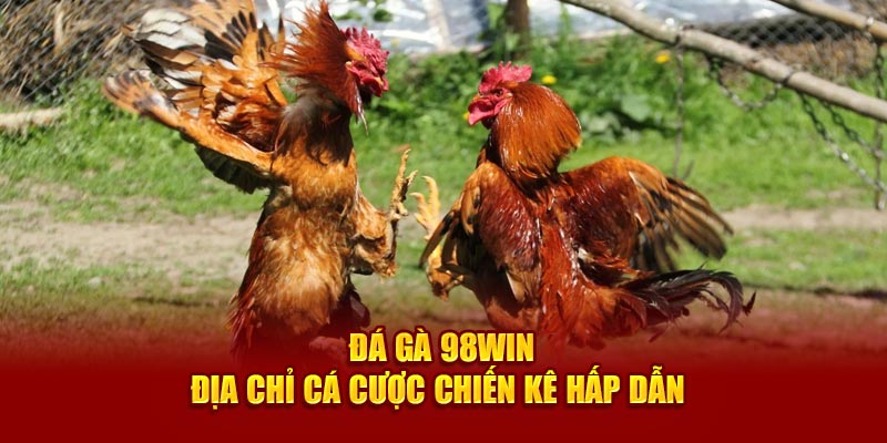 Đá gà 98Win - Địa chỉ cá cược chiến kê hấp dẫn 