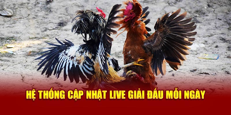 Hệ thống cập nhật live giải đấu mỗi ngày 