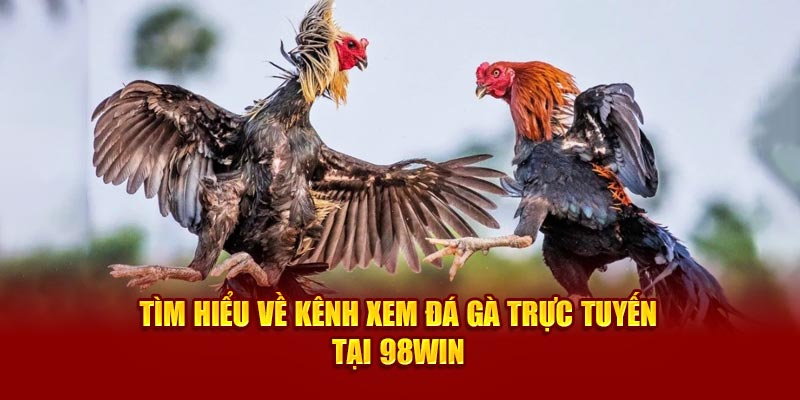 Tìm hiểu về kênh xem đá gà trực tuyến tại 98Win 